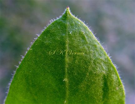  Leaf Apex